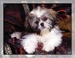 s�odki, Shih Tzu